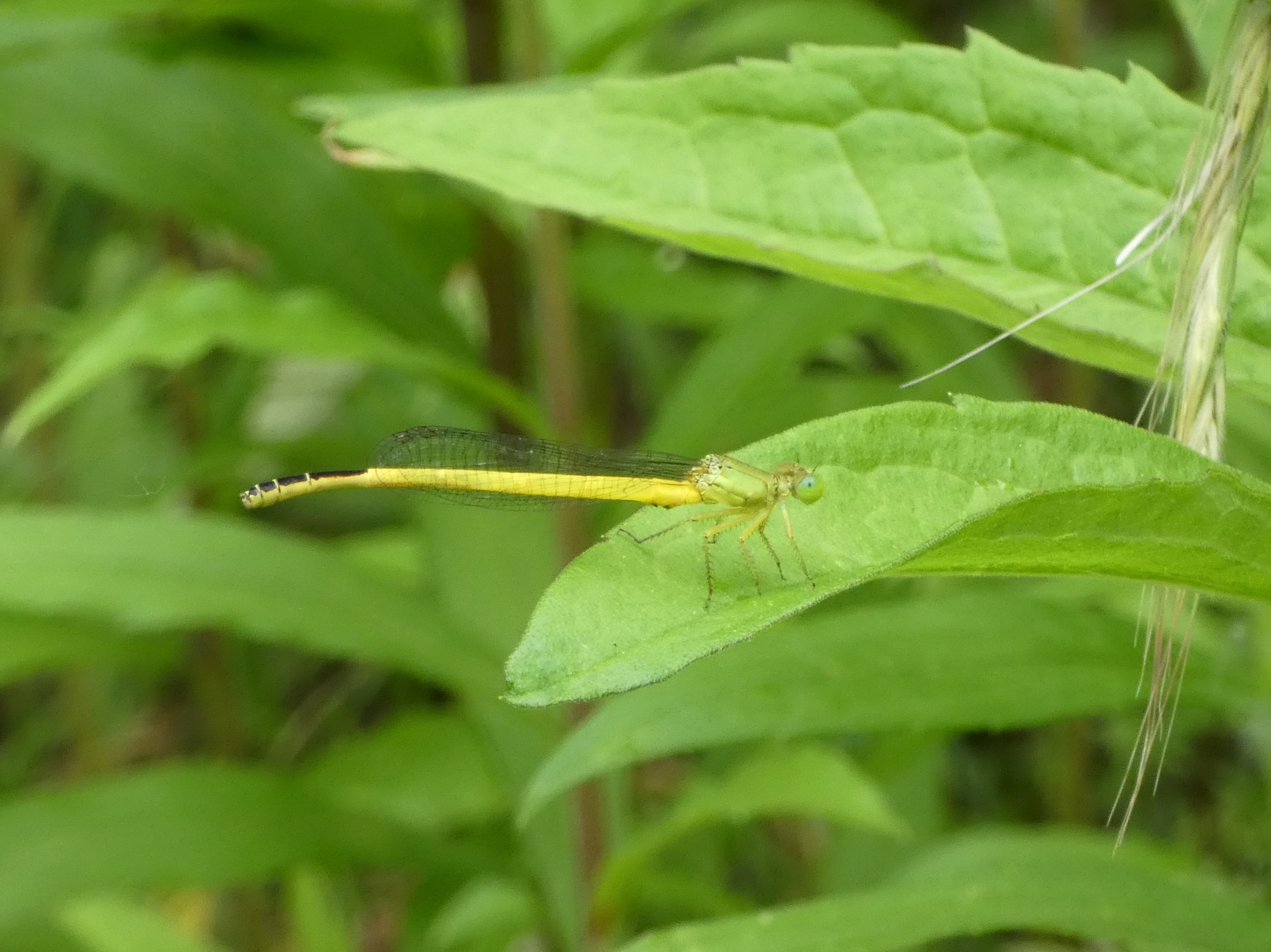 photo_1